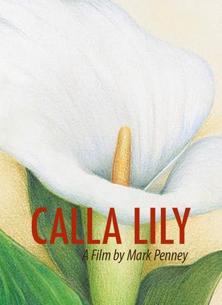 Calla Lily still 2