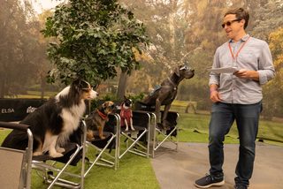 Strays still 4