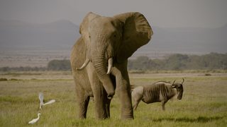 The Ivory Game still 2