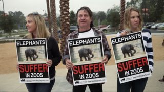 An Apology to Elephants still 7