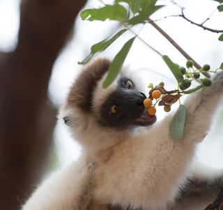Island of Lemurs: Madagascar still 2