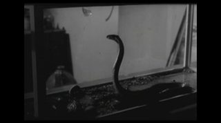 The Snake Woman still 6