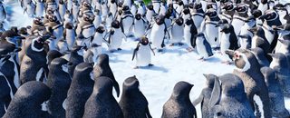 Happy Feet 2 still 7