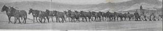 20 Mule Team still 6