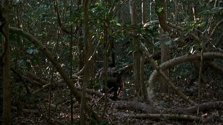 Tropical Malady still 5
