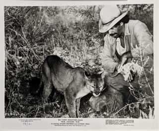 Run, Cougar, Run still 4