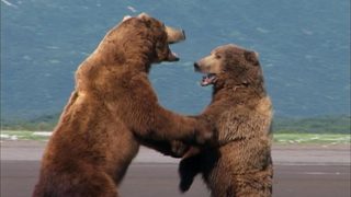 Grizzly Man still 7