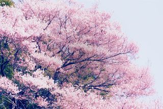 Little Forest: Winter/Spring still 2