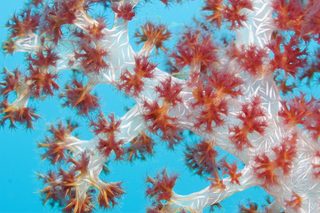 Under the Sea 3D still 7