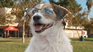 A Doggone Hollywood still 4