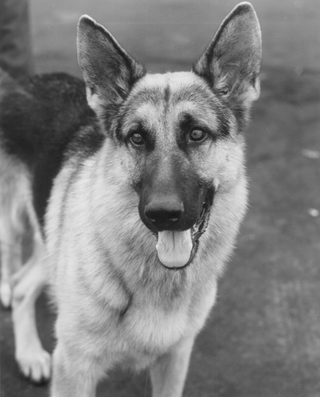 K-9 still 1