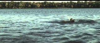 Raiders of the Lost Shark still 8