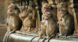 Monkey Kingdom still 5
