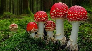 Fantastic Fungi still 3