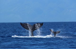 Humpback Whales still 2