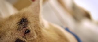 Upstream Color still 5