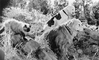 Homeward Bound: The Incredible Journey still 2
