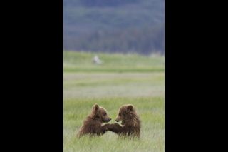 Bears still 7