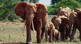 The Elephant Queen still 1