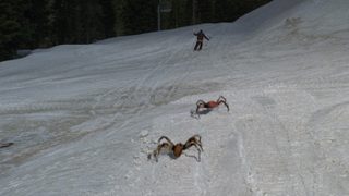 Ice Spiders still 4