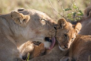African Cats still 2