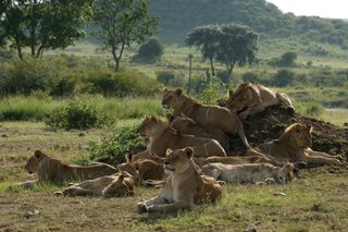 African Cats still 8