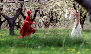 Wild Flowers still 6