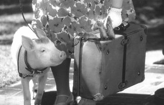 Babe: Pig in the City still 3