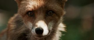 The Fox and the Child still 7