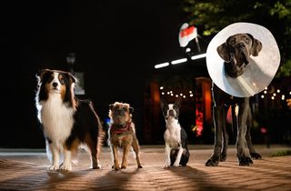 Strays still 2
