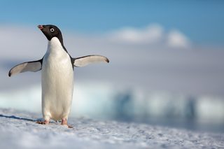 Penguins still 2