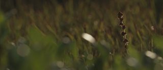 Wildlike still 5