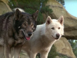 The Jungle Book: Mowgli's Story still 4