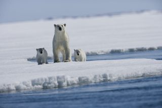 Arctic Tale still 2