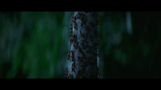 Jungle still 4