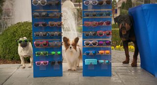 Show Dogs still 5