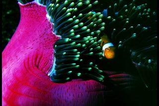 Sharkwater still 8