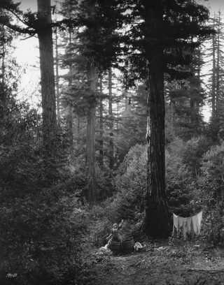 A Romance of the Redwoods still 3