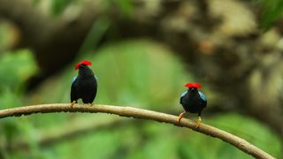 Dancing with the Birds still 5