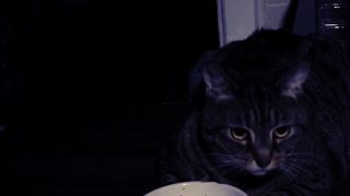 A Meowy Halloween still 8