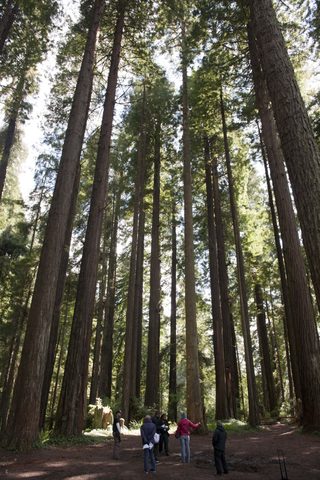 Bigfoot: The Lost Coast Tapes still 4