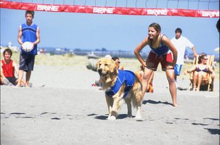 Air Bud: Spikes Back still 4