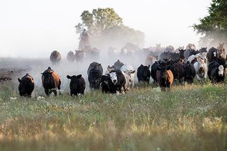 Montford: The Chickasaw Rancher still 8