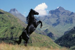 Young Black Stallion still 6