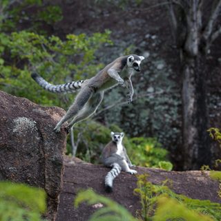 Island of Lemurs: Madagascar still 3