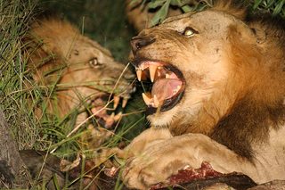 Brothers in Blood: The Lions of Sabi Sand still 1