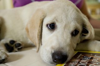 Marley & Me still 7