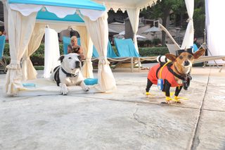 Beverly Hills Chihuahua 3 - Viva La Fiesta! still 5