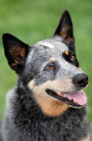 The Dog Lover's Guide to Dating still 6
