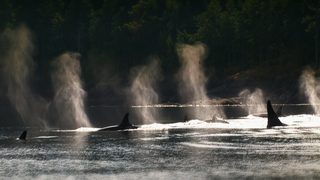 Blackfish still 8